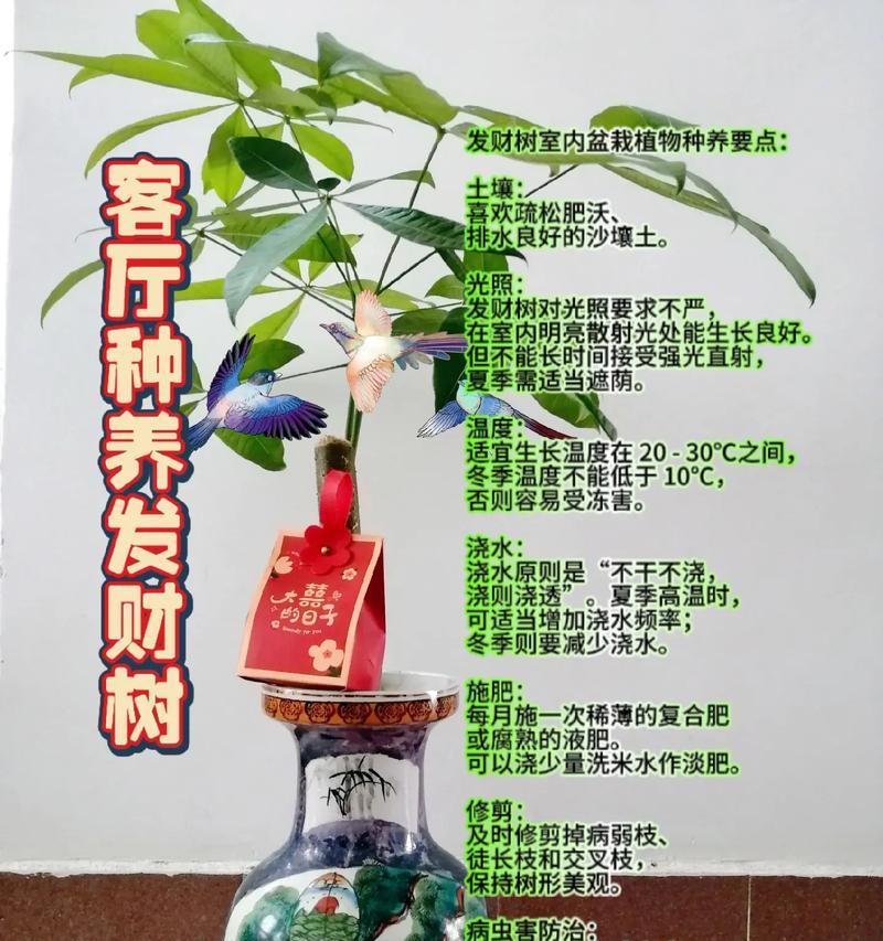 发财树修剪后不出芽怎么办？如何促进新芽生长？