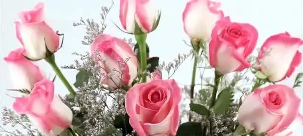 粉玫红色玫瑰的花语是什么？
