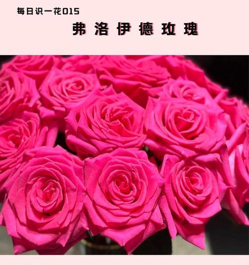 粉玫红色玫瑰的花语是什么？