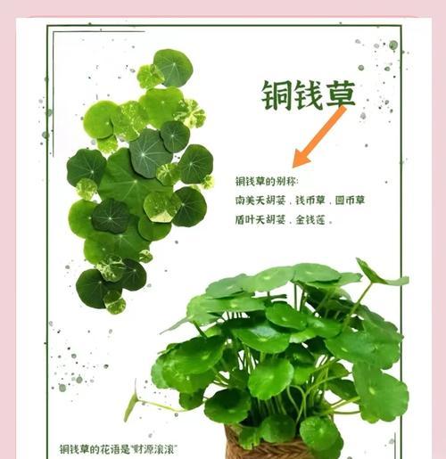 铜钱草的种子怎么种？播种过程中的要点是什么？