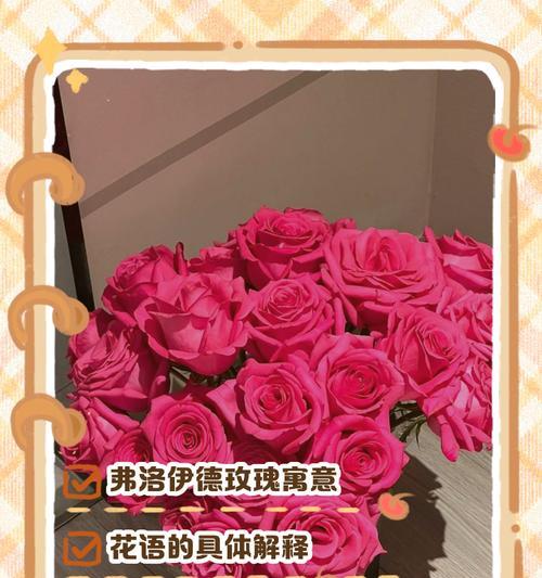 粉玫红色玫瑰的花语是什么？