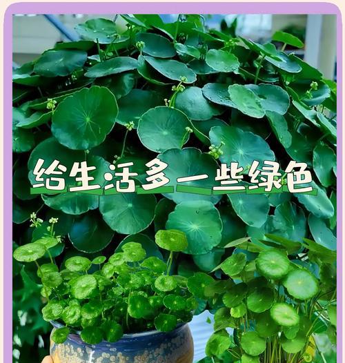铜钱草的种子怎么种？播种过程中的要点是什么？