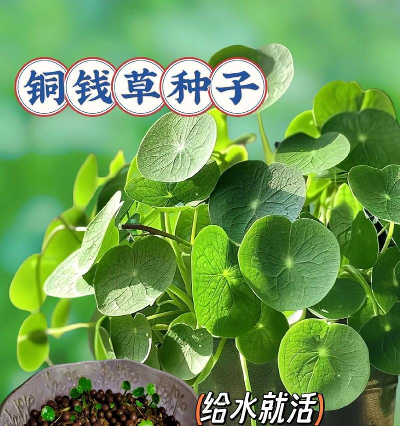 铜钱草的种子怎么种？播种过程中的要点是什么？