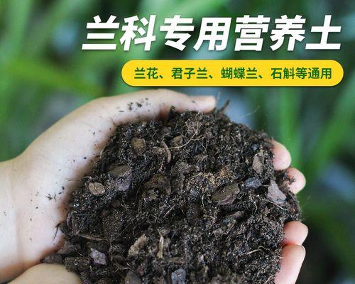 君子兰用什么土养最好？君子兰的土壤选择是什么？