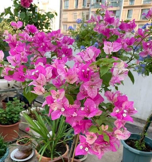 秋天适合种植哪些花？它们的养护要点是什么？