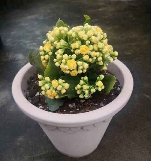 秋天适合种植哪些花？它们的养护要点是什么？