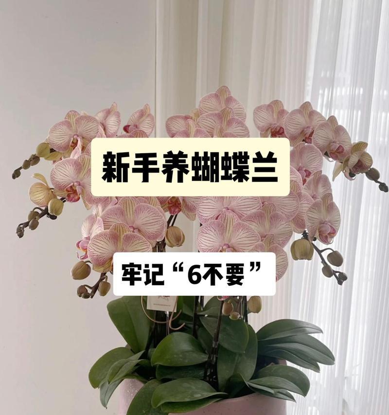蝴蝶兰养护需要注意什么？