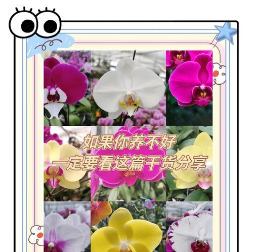 蝴蝶兰养护需要注意什么？