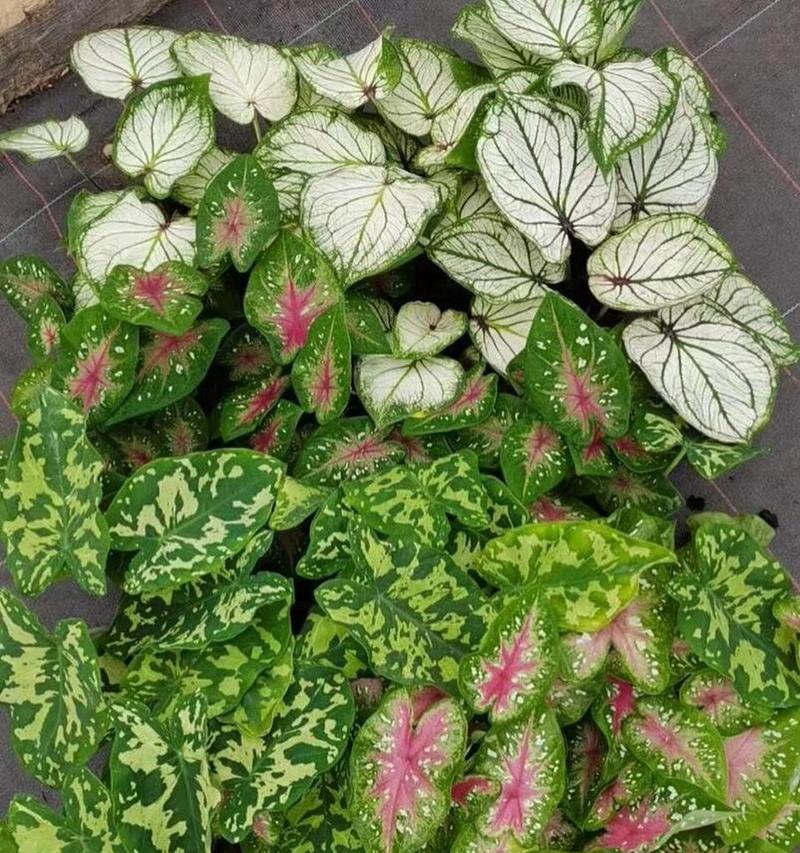 彩叶芋的浇水方法是什么？如何防止彩叶芋烂根？
