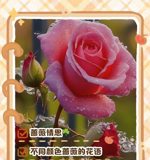 爱情名花的花语是什么意思？它象征着什么？