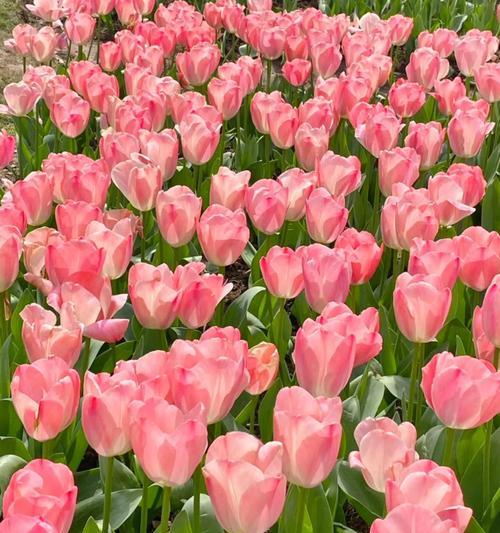 爱情名花的花语是什么意思？它象征着什么？