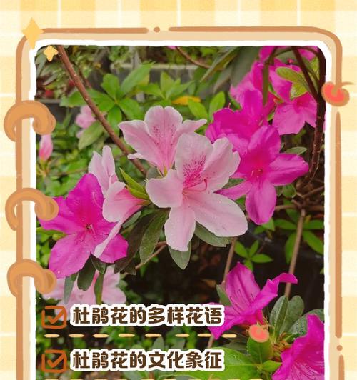 发光的花花语是什么？发光的花代表什么寓意？