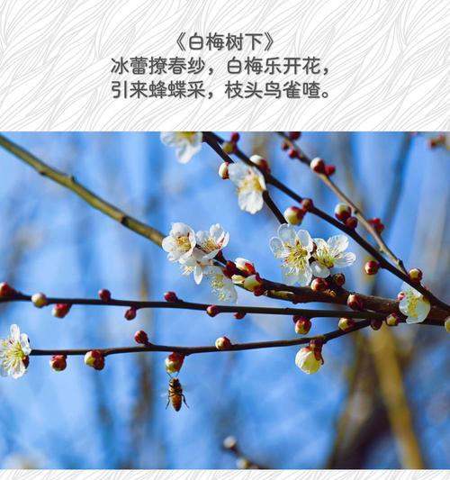 白梅的开花时间是什么时候？如何促进其开花？