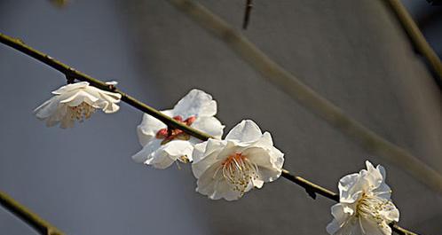白梅的开花时间是什么时候？如何促进其开花？