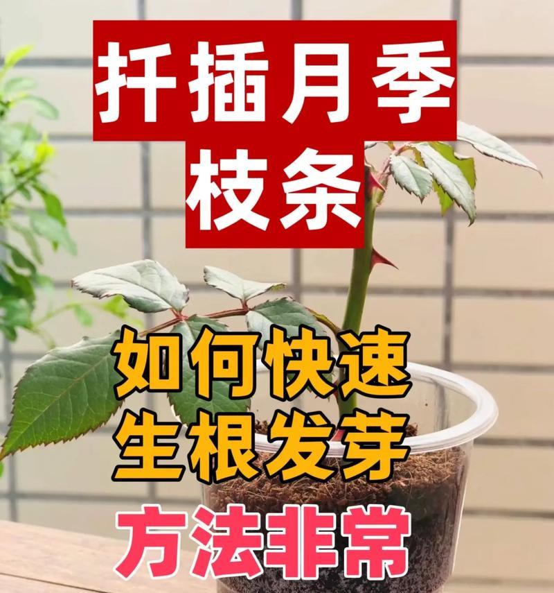 仙人棒怎么扦插？扦插过程中需要注意什么？