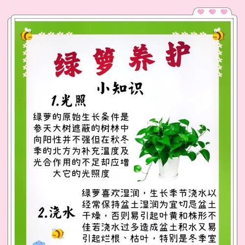 绿萝养殖过程中常见问题有哪些？