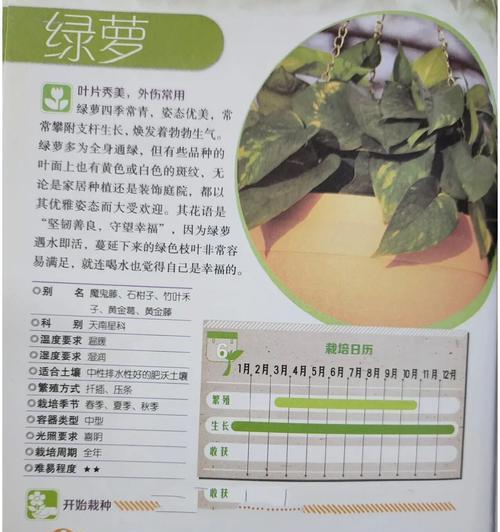 绿萝养殖过程中常见问题有哪些？