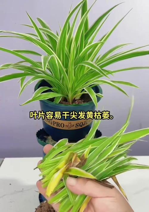 吊兰叶子腐烂的原因及解决方法有哪些？