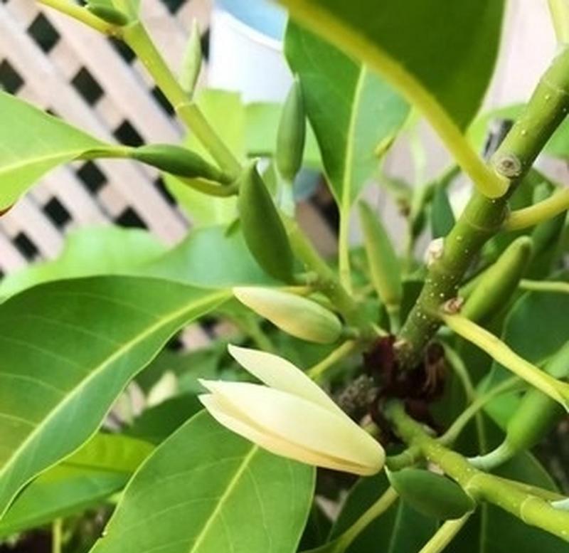 白兰花夏季养护需要注意什么？如何避免黄叶？