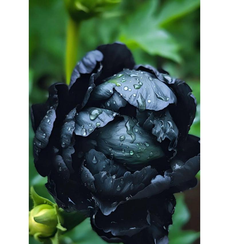 烟火花象征着什么？它的花语有何含义？