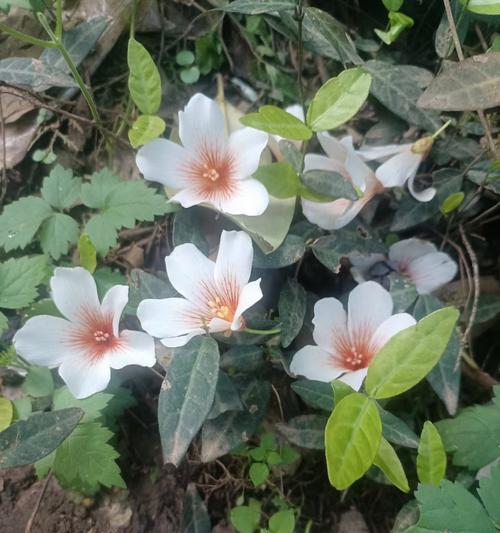 烟火花象征着什么？它的花语有何含义？