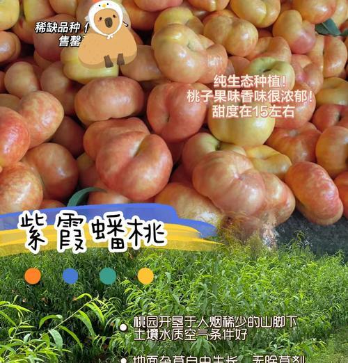 蟠桃的花语意思和寓意是什么？蟠桃的象征意义是什么？