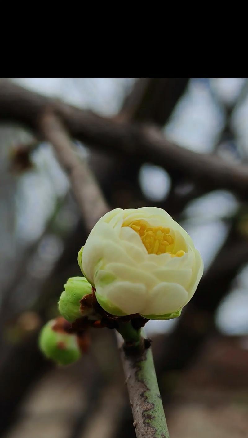 梅花在冬天有哪些颜色？如何区分不同品种？