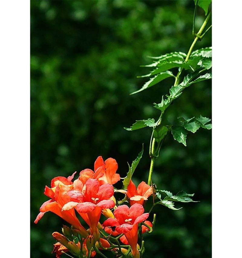 杂花的花语是什么？它通常用来表达什么？