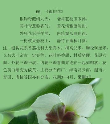 杂花的花语是什么？它通常用来表达什么？