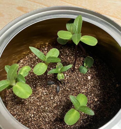 向日葵种植的正确步骤是什么？