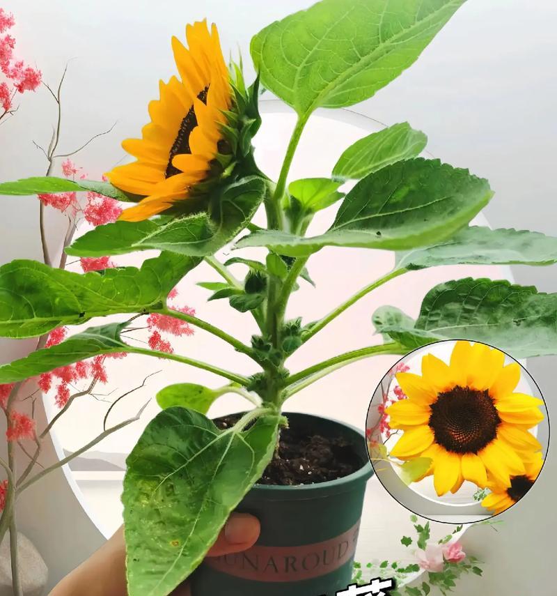 向日葵种植的正确步骤是什么？