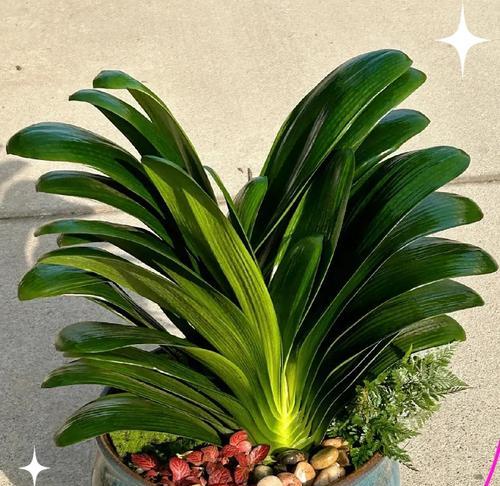 天悦君子兰的花语是什么？君子兰的寓意有哪些？