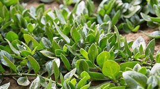 穿心莲种植需要注意什么？如何提高成活率？