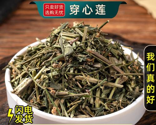 穿心莲种植需要注意什么？如何提高成活率？
