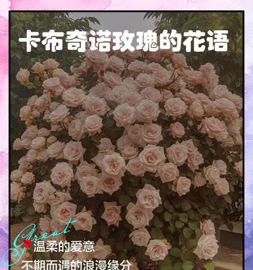 永远在你背后的花语有何深意？这种表达方式有何特别？
