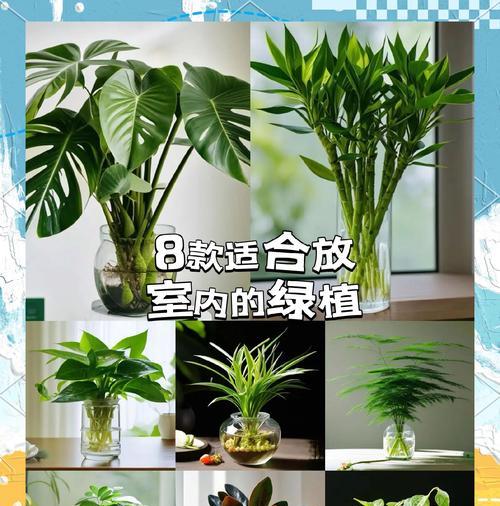 哪种花净化空气效果最好？如何选择合适的室内植物？