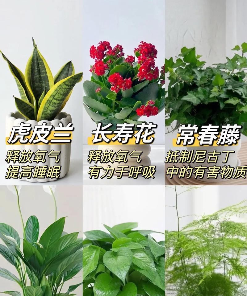 哪种花净化空气效果最好？如何选择合适的室内植物？