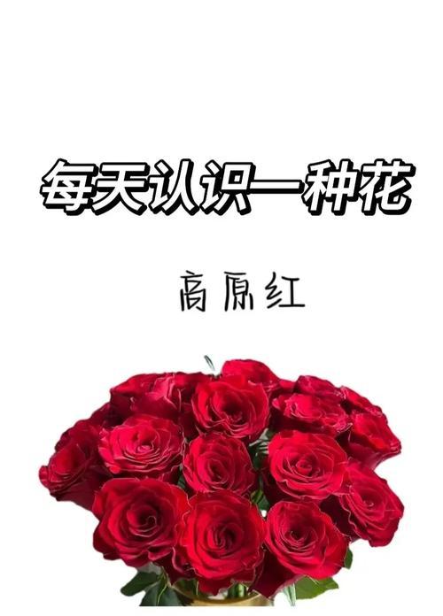 小玫瑰的花语有哪些含义？