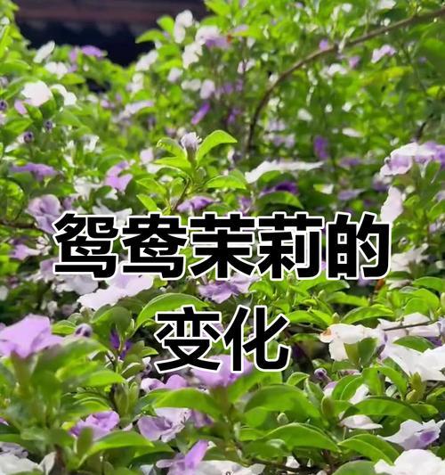 双色茉莉不开花的原因是什么？如何促进双色茉莉开花？