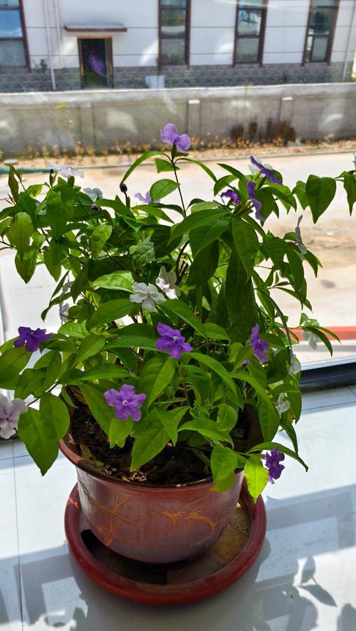 双色茉莉不开花的原因是什么？如何促进双色茉莉开花？