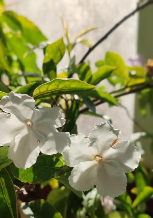 双色茉莉不开花的原因是什么？如何促进双色茉莉开花？