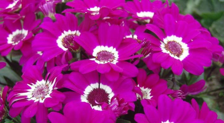 紫色瓜叶菊的花语是什么？瓜叶菊的象征意义是什么？