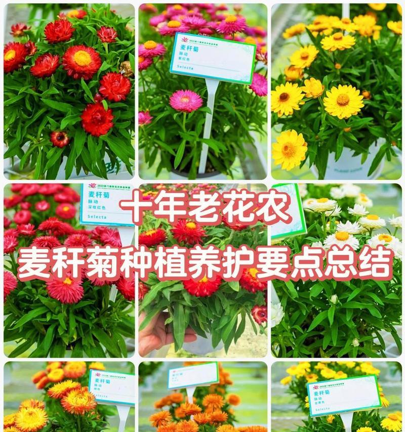 菊花的养殖方法有哪些？怎样才能养出好菊花？