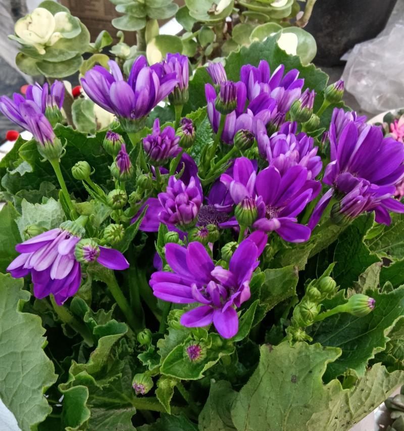 紫色瓜叶菊的花语是什么？瓜叶菊的象征意义是什么？