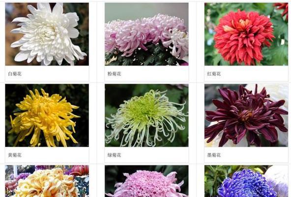 菊花的养殖方法有哪些？怎样才能养出好菊花？