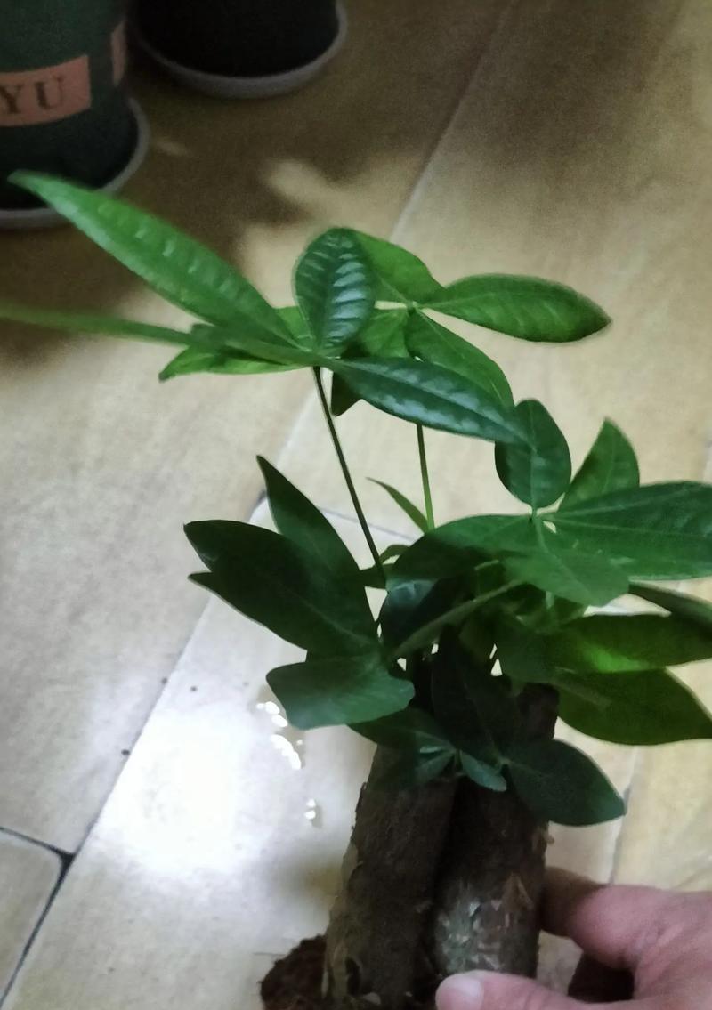 发财树收到后如何栽培呢？需要特别注意哪些事项？