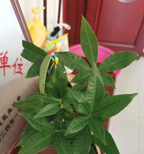 发财树收到后如何栽培呢？需要特别注意哪些事项？
