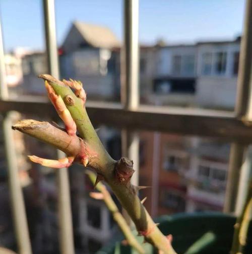 萝卜海棠的养护要点是什么？如何避免叶子变黄？