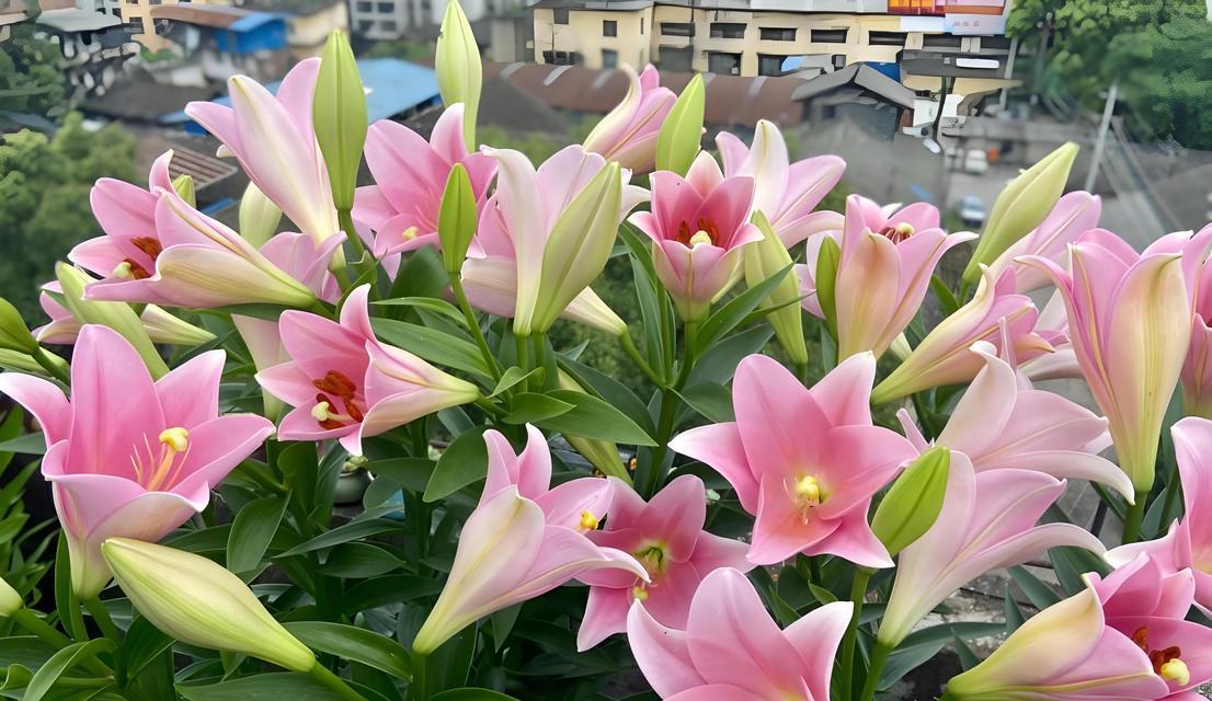 暮光花语与百合花语有何不同？它们各自代表了什么？