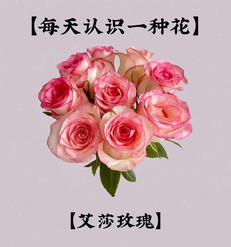 什么花的花语是我还是爱你？哪种花代表我还是爱你？